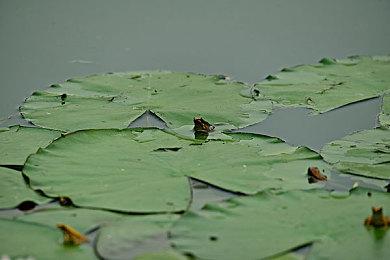 《匹诺曹的谎言》公布BOSS实机，演示视频长达6分钟！